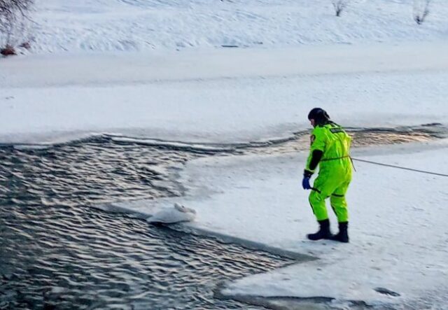 Із крижаної пастки у Луцьку бійці ДСНС врятували знесиленого лебедя Із-крижаної-пастки-у-Луцьку-бійці-ДСНС-врятували-знесиленого-лебедя