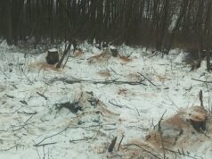 На Волині незаконно вирубали 205 вільх: збитки – понад 1,7 мільйона гривень На-Волині-незаконно-вирубали-205-вільх:-збитки-–-понад-1,7-мільйона-гривень