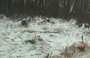 На Волині незаконно вирубали 205 вільх: збитки – понад 1,7 мільйона гривень На-Волині-незаконно-вирубали-205-вільх:-збитки-–-понад-1,7-мільйона-гривень
