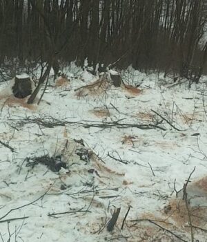 На-Волині-незаконно-вирубали-205-вільх:-збитки-–-понад-1,7-мільйона-гривень