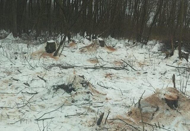 На Волині незаконно вирубали 205 вільх: збитки – понад 1,7 мільйона гривень На-Волині-незаконно-вирубали-205-вільх:-збитки-–-понад-1,7-мільйона-гривень