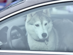 Жорстоке поводження з тваринами: яка відповідальність передбачена законом Жорстоке-поводження-з-тваринами:-яка-відповідальність-передбачена-законом