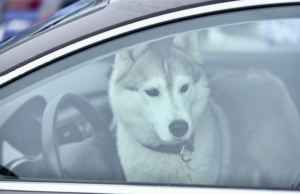 Жорстоке поводження з тваринами: яка відповідальність передбачена законом Жорстоке-поводження-з-тваринами:-яка-відповідальність-передбачена-законом