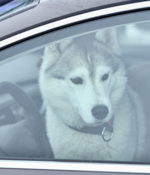 Жорстоке-поводження-з-тваринами:-яка-відповідальність-передбачена-законом