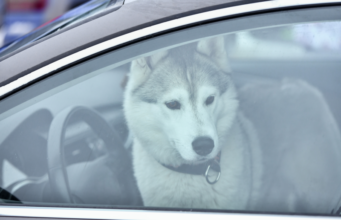 Жорстоке поводження з тваринами: яка відповідальність передбачена законом Жорстоке-поводження-з-тваринами:-яка-відповідальність-передбачена-законом