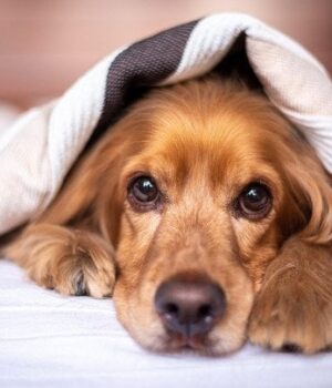 Що робити,-якщо-ковдра-не поміщається-в пральну-машину:-простий-домашній-спосіб