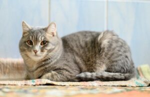 Розкрито секрети котячої мови тіла: що насправді означають їхні пози Розкрито-секрети-котячої-мови-тіла:-що насправді-означають-їхні-пози