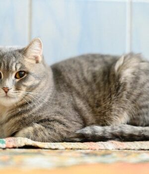 Розкрито-секрети-котячої-мови-тіла:-що насправді-означають-їхні-пози