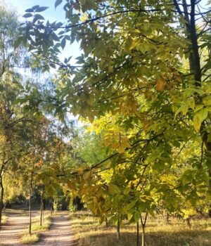 Експерти-назвали-9-вічнозелених-дерев,-які-ніколи-не-слід-садити-у-своєму-саду