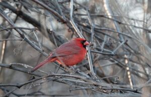 День ангела 11 лютого: кого та як вітати з іменинами День-ангела-11 лютого:-кого-та як вітати-з іменинами