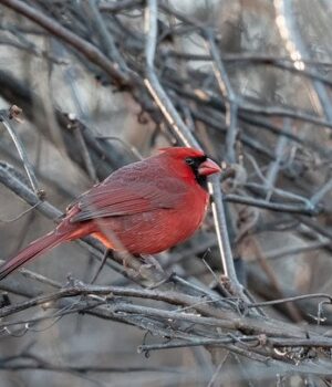 День-ангела-11 лютого:-кого-та як вітати-з іменинами