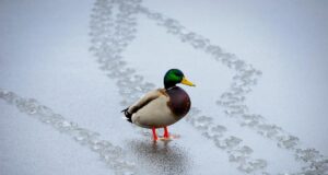 11 лютого принесе до України довгоочікуване потепління 11-лютого-принесе-до-України-довгоочікуване-потепління