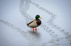 11 лютого принесе до України довгоочікуване потепління 11-лютого-принесе-до-України-довгоочікуване-потепління