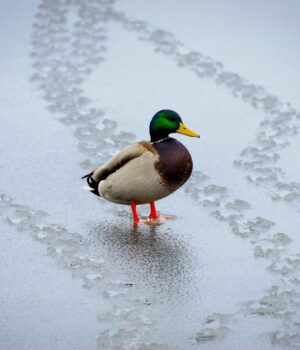 11-лютого-принесе-до-України-довгоочікуване-потепління