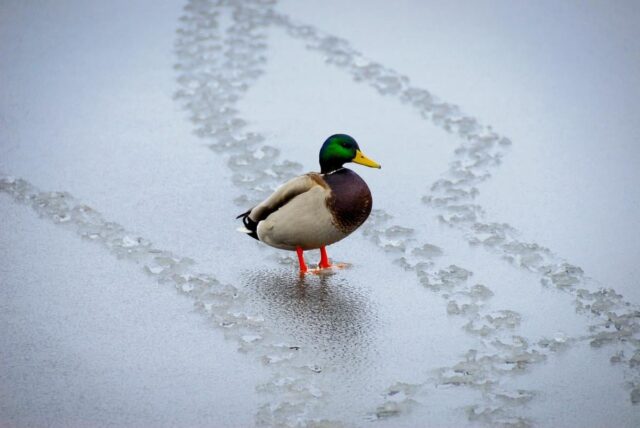 11 лютого принесе до України довгоочікуване потепління 11-лютого-принесе-до-України-довгоочікуване-потепління