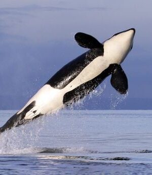 Вчені-виявили-“нову-мову”-косаток,-якою-розмовляє-група,-що-атакує-яхти