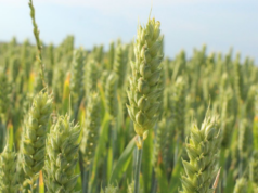 На Волині вже готуються до весняної посівної: чим засіють майже 600 тисяч гектарів На-Волині-вже-готуються-до-весняної-посівної:-чим-засіють-майже-600-тисяч-гектарів