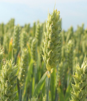 На-Волині-вже-готуються-до-весняної-посівної:-чим-засіють-майже-600-тисяч-гектарів