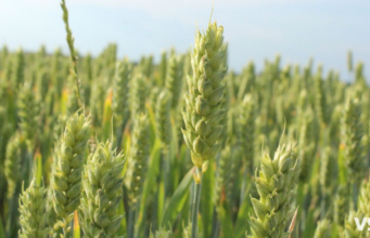 На Волині вже готуються до весняної посівної: чим засіють майже 600 тисяч гектарів На-Волині-вже-готуються-до-весняної-посівної:-чим-засіють-майже-600-тисяч-гектарів