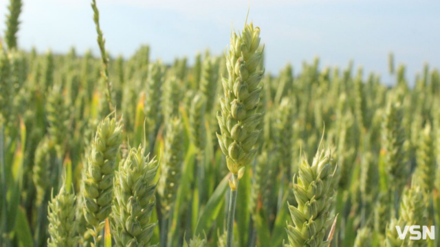 На Волині вже готуються до весняної посівної: чим засіють майже 600 тисяч гектарів На-Волині-вже-готуються-до-весняної-посівної:-чим-засіють-майже-600-тисяч-гектарів