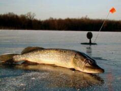 Розпочинається нерест: з 15 лютого діятиме заборона на вилов щуки Розпочинається-нерест:-з-15-лютого-діятиме-заборона-на-вилов-щуки