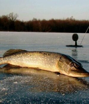 Розпочинається-нерест:-з-15-лютого-діятиме-заборона-на-вилов-щуки