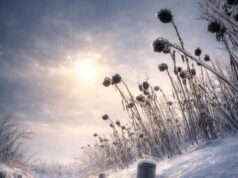 Краса серед пекла: український військовий показав неймовірні кадри з фронту Краса-серед-пекла:-український-військовий-показав-неймовірні-кадри-з-фронту