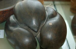 Важить до 30 кг і має діаметр півметра: яке найбільше насіння на планеті Важить-до-30-кг-і-має-діаметр-півметра:-яке-найбільше-насіння-на-планеті