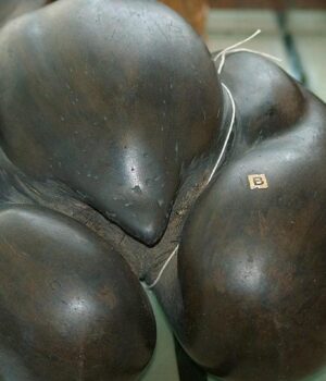 Важить-до-30-кг-і-має-діаметр-півметра:-яке-найбільше-насіння-на-планеті