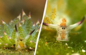 Один з найдивніших мешканців моря: що відомо про унікальну тварину, здатну до фотосинтезу Один-з-найдивніших-мешканців-моря:-що-відомо-про-унікальну-тварину,-здатну-до-фотосинтезу