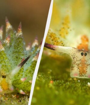 Один-з-найдивніших-мешканців-моря:-що-відомо-про-унікальну-тварину,-здатну-до-фотосинтезу