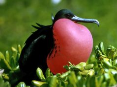 Цей птах здатний спати прямо під час польоту: біолог розповів, як йому це вдається Цей-птах-здатний-спати-прямо-під-час-польоту:-біолог-розповів,-як-йому-це-вдається
