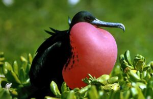 Цей птах здатний спати прямо під час польоту: біолог розповів, як йому це вдається Цей-птах-здатний-спати-прямо-під-час-польоту:-біолог-розповів,-як-йому-це-вдається