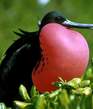 Цей-птах-здатний-спати-прямо-під-час-польоту:-біолог-розповів,-як-йому-це-вдається