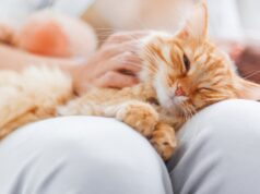 Чому потрібно гладити кота перед сном: розповіли про несподівану користь Чому-потрібно-гладити-кота-перед-сном:-розповіли-про-несподівану-користь