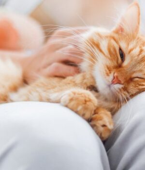 Чому-потрібно-гладити-кота-перед-сном:-розповіли-про-несподівану-користь