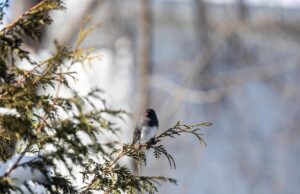 12 лютого в Києві потеплішає до “плюсів” 12-лютого-в-Києві-потеплішає-до-“плюсів”