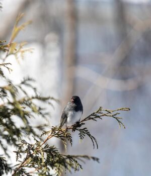 12-лютого-в-Києві-потеплішає-до-“плюсів”