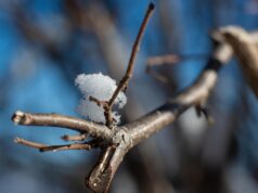 13 лютого в Україні стане ще тепліше 13-лютого-в-Україні-стане-ще-тепліше