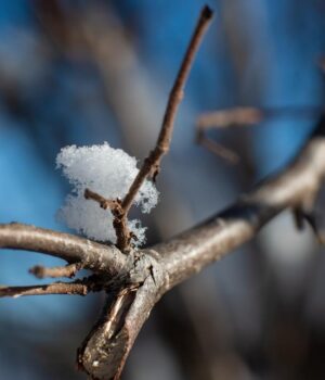 13-лютого-в-Україні-стане-ще-тепліше