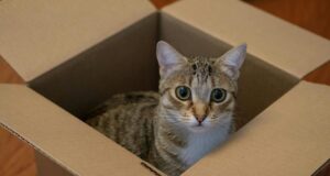Чому коти люблять залазити у коробки: експерти пояснили таку поведінку тварин Чому-коти-люблять-залазити-у-коробки:-експерти-пояснили-таку-поведінку-тварин