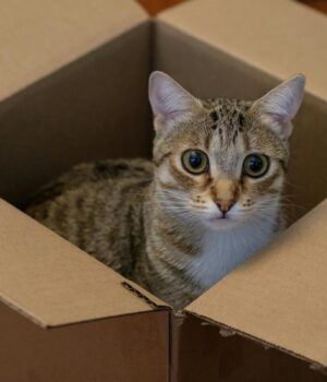 Чому-коти-люблять-залазити-у-коробки:-експерти-пояснили-таку-поведінку-тварин