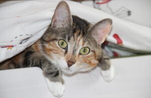 Чому коти такі допитливі: ветеринари назвали 7 причин Чому-коти-такі-допитливі:-ветеринари-назвали-7-причин