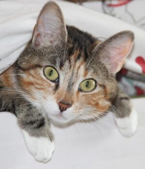 Чому-коти-такі-допитливі:-ветеринари-назвали-7-причин