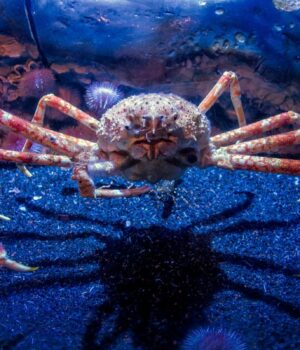 Розміром-з-маленький-автомобіль:-який-найбільший-краб-у-світі