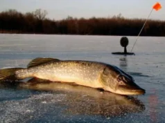 У Києві та області заборонили ловити щуку: деталі штрафів та строків У Києві та області заборонили ловити щуку: деталі штрафів та строків