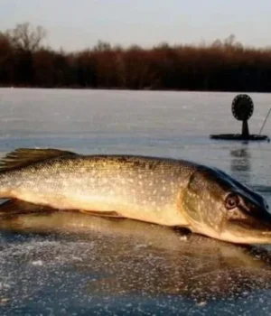 photo_2026_02_13_12_30_31.webp У Києві та області заборонили ловити щуку: деталі штрафів та строків