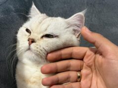 Не ігноруйте це: що трапляється з котом, коли ви гладите його перед сном Не ігноруйте-це:-що трапляється-з котом,-коли-ви гладите-його-перед-сном