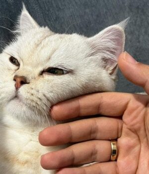 Не ігноруйте-це:-що трапляється-з котом,-коли-ви гладите-його-перед-сном Не ігноруйте-це:-що трапляється-з котом,-коли-ви гладите-його-перед-сном