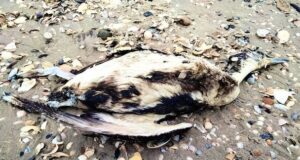 На Одещині виявили мертвих птахів у мазуті: що сталося На-Одещині-виявили-мертвих-птахів-у-мазуті:-що-сталося